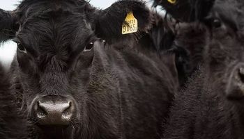 Stock ganadero: el "indicador positivo" detrás de la caída de 943 mil animales