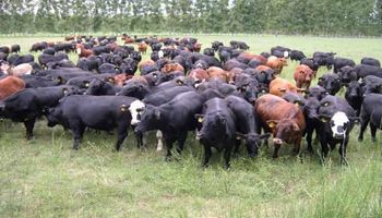Crecimiento del stock bovino argentino, bajo la lupa
