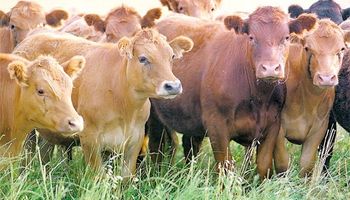 Escenario positivo: rumbo a un aumento en el stock bovino nacional