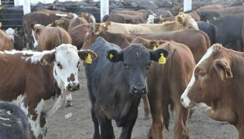 Córdoba, con el mayor stock bovino en cinco años