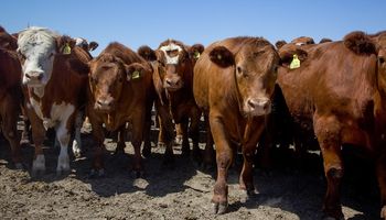 Carne: a 15 años del último cierre de exportaciones, recuerdan que se perdieron 11 millones de cabezas del stock ganadero