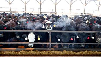 Aumentó un 1,3% interanual el stock bovino