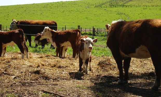 Esta mayor presencia de cría redundaría en un crecimiento del stock ganadero, apoyado además por una baja en la faena de hembras.