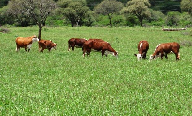 Cae el stock, se cumplen los pronósticos