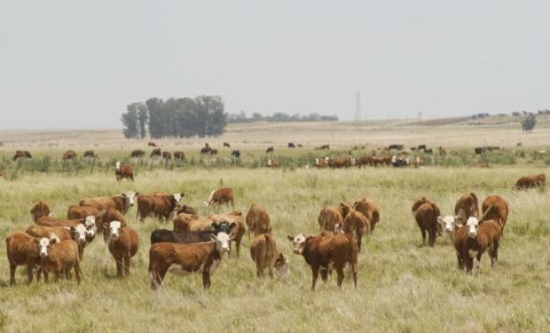 URUGUAY. Población de vacunos y ovinos a 2015 da varias advertencias.