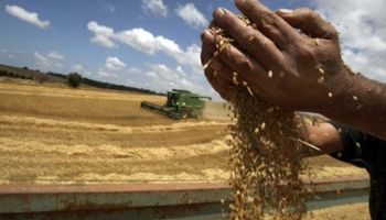 Stock final del trigo será el "más bajo en muchos años"