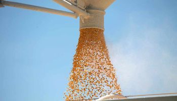 Karen Braun: "Las revisiones de las existencias de maíz hacen que las cifras del USDA sean impredecibles"