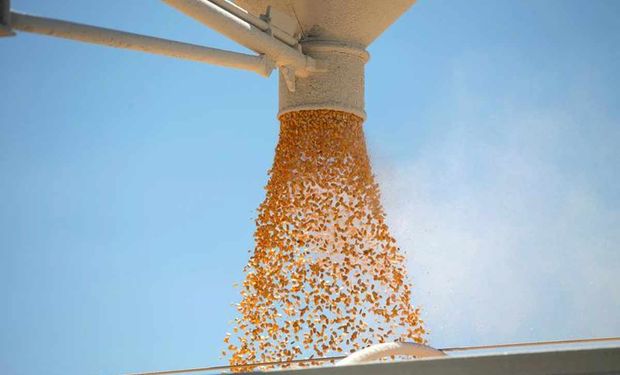 Karen Braun: "Las revisiones de las existencias de maíz hacen que las cifras del USDA sean impredecibles"