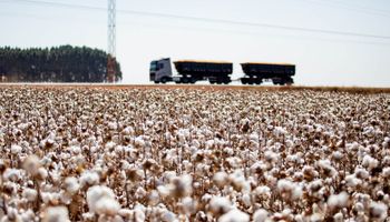 StoneX corta projeção e safra de algodão do Brasil deve cair 11% em 2025/26