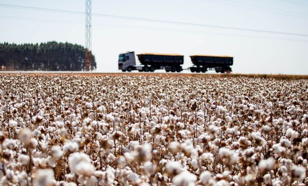 StoneX corta projeção e safra de algodão do Brasil deve cair 11% em 2025/26