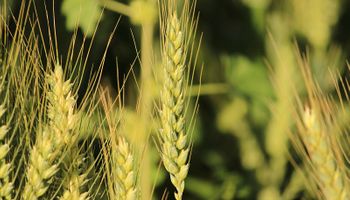 Cae un 5 % la producción de trigo y 400.000 hectáreas de maíz pasarán a soja por la falta de lluvia