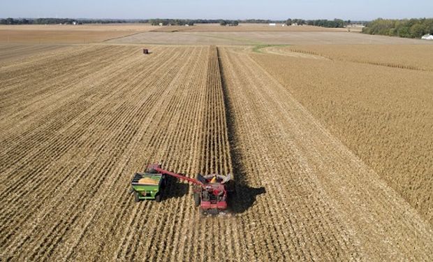 Cuánto se pagó por la soja, el maíz y el trigo en el mercado de Rosario 