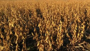 Chicago: subas para el aceite otorgaron sustento a la soja