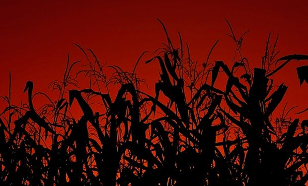 Chicago: soja, trigo y maíz operan con bajas a la espera de una conferencia de Trump