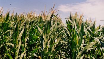 Lideradas por el maíz, la jornada reducida de Chicago dejó importantes subas para los granos