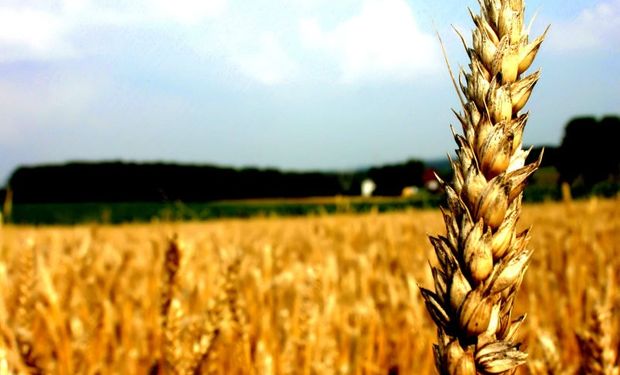 El USDA le dejó poco margen de suba al trigo