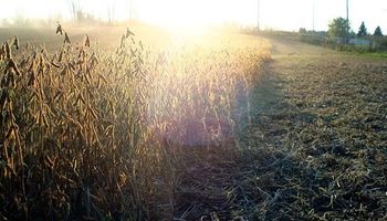 Mercado climático impulsó a la soja en Chicago