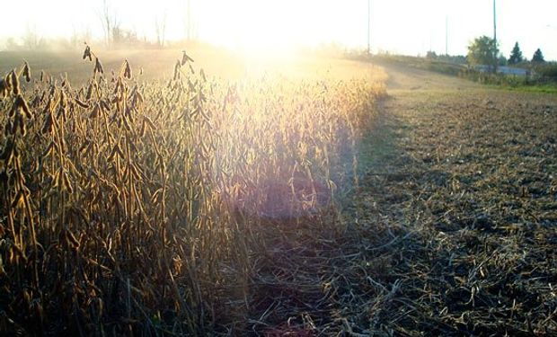 Números del USDA lejos están de ser definitivos.