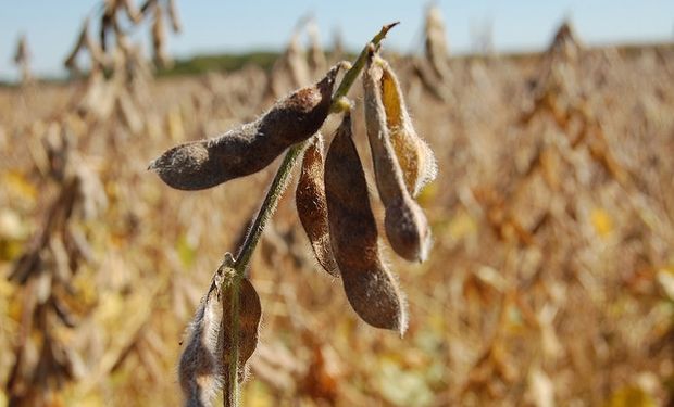Agricultura elevó de 10 a 11 millones el saldo exportable de soja.