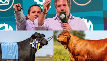 Llegaron las "vacas gordas" y hubo máximos de $105 millones por el 33% de una ternera: los precios de la subasta de genética de punta