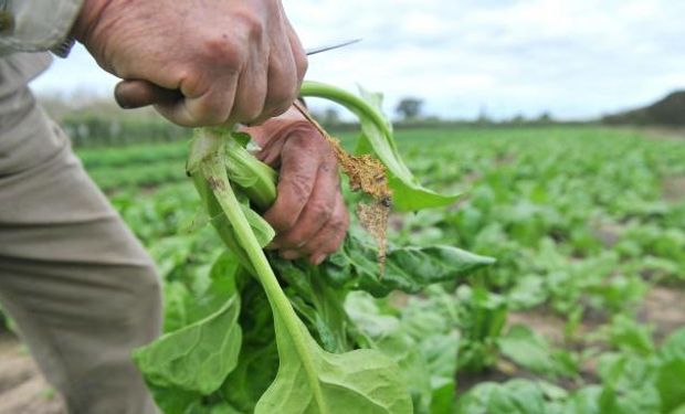 Subproductos del cinturón verde, en la mira industrial