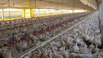 Convierten subproductos avícolas en alimento animal