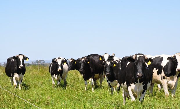 Sigue siendo muy favorable transformar grano en leche.