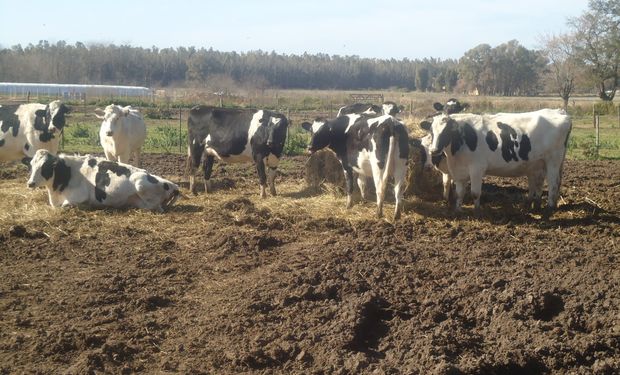 El precio promedio ponderado de la leche cobrado por tamberos de Santa Fe en febrero pasado fue de 3,19 $/litro versus 3,16 $/litro registrado en enero de este año.