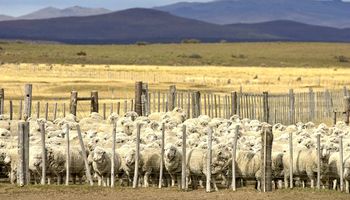 Subsidios del MINAGRI para mejorar calidad de las lanas