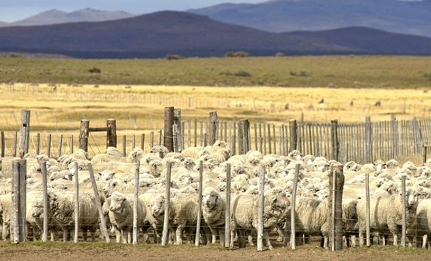 Subsidios del MINAGRI para mejorar calidad de las lanas