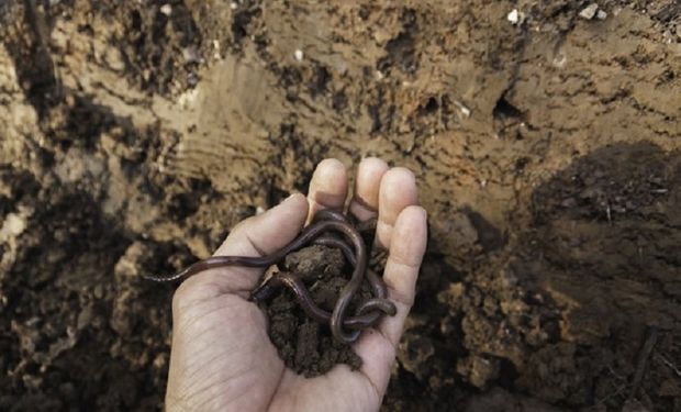 Advierten sobre el descuido de la biodiversidad de los suelos y los efectos en la producción de alimentos