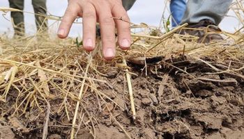 Del mapa al rinde: por qué conocer el suelo es clave para producir más