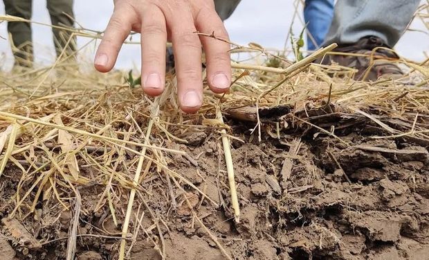 Del mapa al rinde: por qué conocer el suelo es clave para producir más