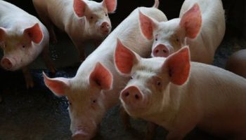 Exportação de carne suína tem volume recorde, mas receita cai no primeiro semestre
