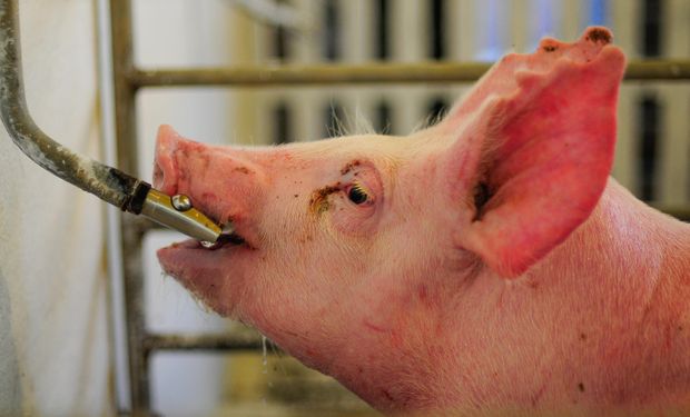 Consumo per capita de carne suína cresceu 165,6% entre 2011 e 2019 no Peru. (foto - ilustrativa)