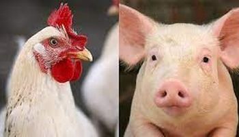 Exportadores de frango e suíno estimam US$ 210 MI com Filipinas