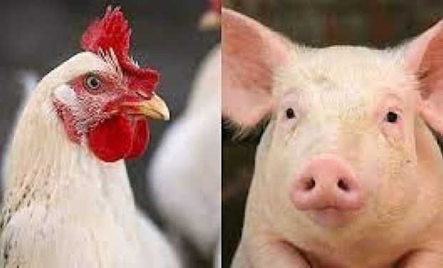 Exportadores de frango e suíno estimam US$ 210 MI com Filipinas