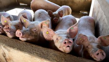 Exportações de carne suína têm alta de 7,7% em 2024