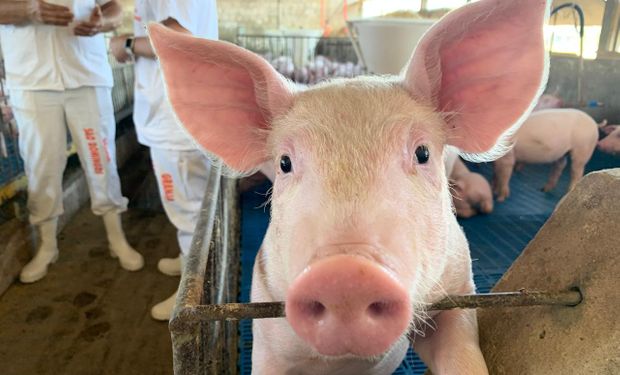 Brasil tem hoje a carne suína mais cara do mundo, acima da União Europeia