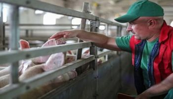 Carne suína tem valorização de 8,95% em 2022, mas custos sobem 20%
