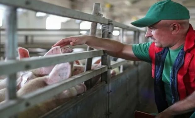 Margens dos suinocultores ficaram ainda mais pressionadas pela elevação de 20,07% dos custos de produção. (foto - ilustrativa)