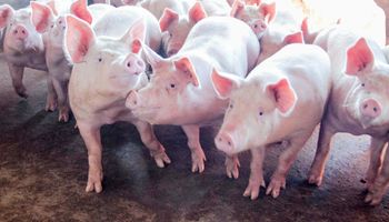 Natal: preço da carne suína registra alta e de frango, baixa   