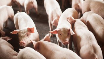 Exportação de carne suína brasileira registra queda de 14% em março