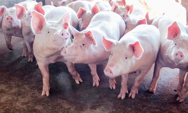 Demanda suinícola está aquecida, enquanto o cenário de frango está enfraquecido. (foto - Sistema CNA/Senar)