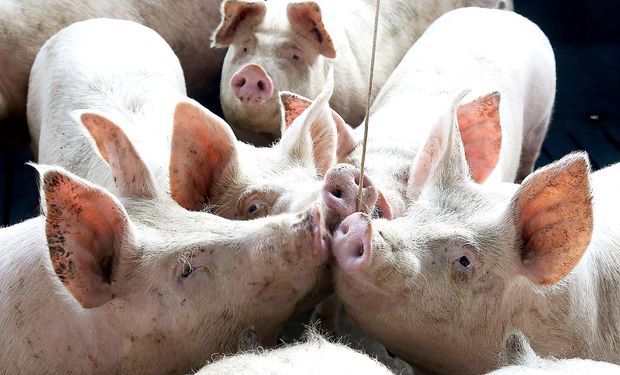 Exportações da carne suína aumentaram 5,2%, mas valor pagou reduziu. (Foto: divulgação Governo do Paraná)