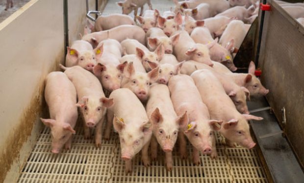 Custo total de produção por quilo de suíno vivo em SC foi de R$ 7,85 em outubro. (foto - Sistema CNA/Senar)