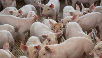 Brasil exporta 93,4 mil toneladas de carne suína em novembro