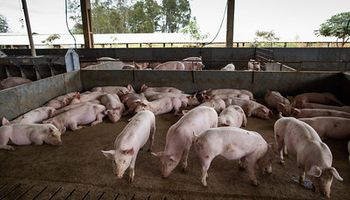Exportações de carne suína do Brasil aumentam 14,9% em 2023