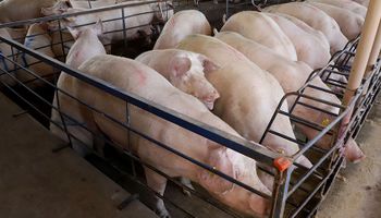 Carne suína: forte demanda internacional e diversificação de mercados geram recordes nas exportações 
