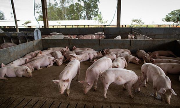 Brasil exportou quase 230 mil toneladas de carne suína para a China no segundo semestre de 2022. (foto - Sistema CNA/Senar)